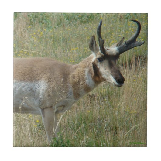 A12 Pronghorn Antelope Buck Fliese (Vorderseite)