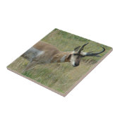 A12 Pronghorn Antelope Buck Fliese (Seite)