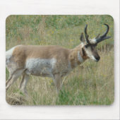 A12 Pronghorn Antelope Buck Mousepad (Vorne)