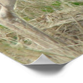 A12 Pronghorn Antelope Buck Poster (Ecke)