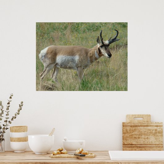 A12 Pronghorn Antelope Buck Poster (Küche)