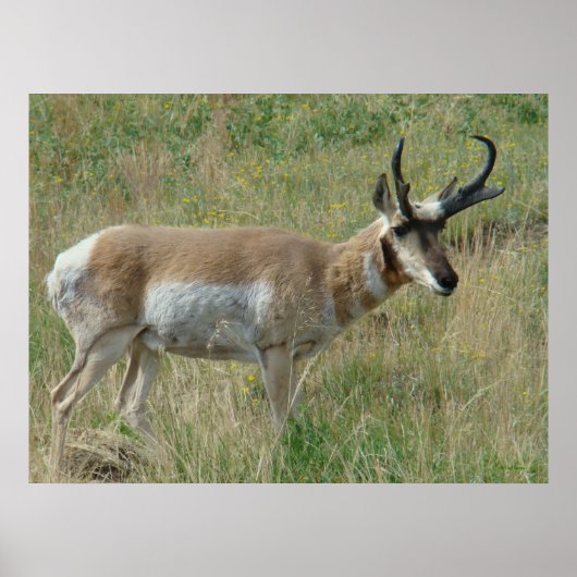 A12 Pronghorn Antelope Buck Poster (Vorne)