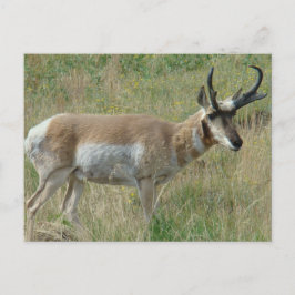 A12 Pronghorn Antelope Buck Postkarte