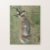 A12 Pronghorn Antelope Buck Puzzle (Vertikal)