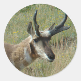 A12 Pronghorn Antelope Buck Runder Aufkleber