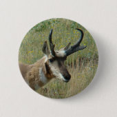 A12 Pronghorn Antelope Button (Vorderseite)