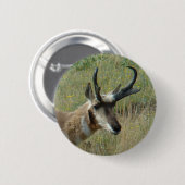 A12 Pronghorn Antelope Button (Vorne & Hinten)