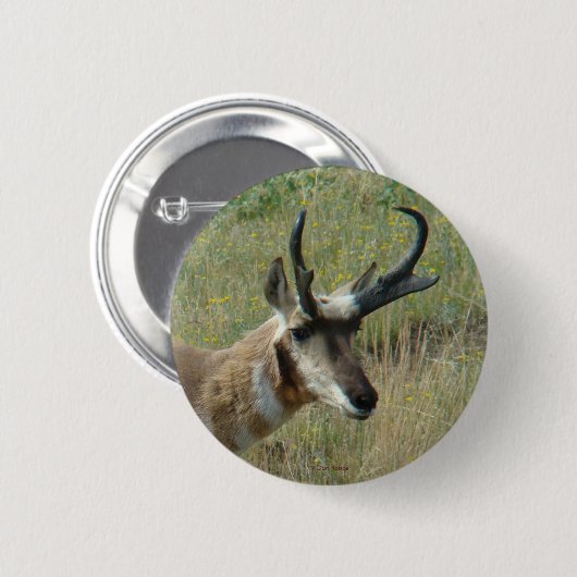 A12 Pronghorn Antelope Button (Vorne & Hinten)