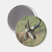 A12 Pronghorn Antelope Head Shot Magnet (Vorderseite/Rückseite)