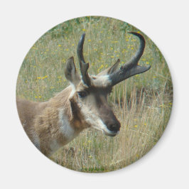 A12 Pronghorn Antelope Head Shot Magnet