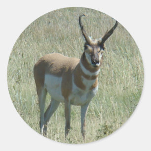 A13 Gabelbock-Antilope Runder Aufkleber