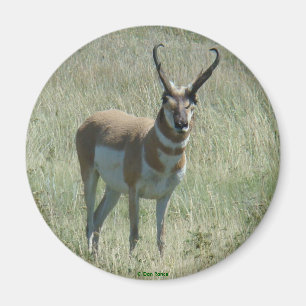 A13 Gabelbock Großer Bock Magnet