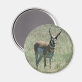 A13 Pronghorn Antelope Big Buck Magnet (Vorderseite/Rückseite)