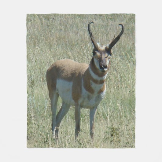 A13 Pronghorn Antelope Buck Fleecedecke (Vorderseite)