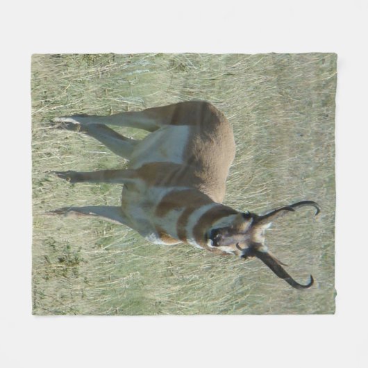 A13 Pronghorn Antelope Buck Fleecedecke (Vorderseite (Horizontal))
