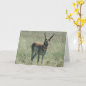 A13 Pronghorn Antelope Buck Karte (Gelbe Blume)