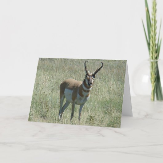 A13 Pronghorn Antelope Buck Karte (Vorderseite)