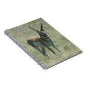 A13 Pronghorn Antelope Buck Notizblock (Rechte Seite)