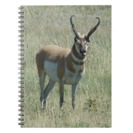 A13 Pronghorn Antelope Buck Notizblock