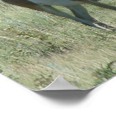 A13 Pronghorn Antelope Buck Poster (Ecke)