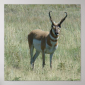 A13 Pronghorn Antelope Buck Poster (Vorne)