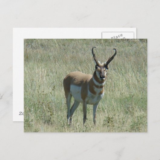 A13 Pronghorn Antelope Buck Postkarte (Vorne/Hinten)