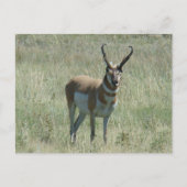 A13 Pronghorn Antelope Buck Postkarte (Vorderseite)