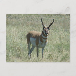 A13 Pronghorn Antelope Buck Postkarte