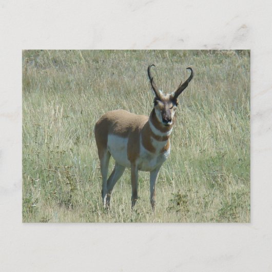 A13 Pronghorn Antelope Buck Postkarte (Vorderseite)