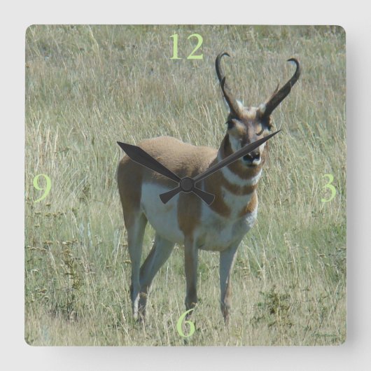 A13 Pronghorn Antelope Buck Quadratische Wanduhr (Vorderseite)