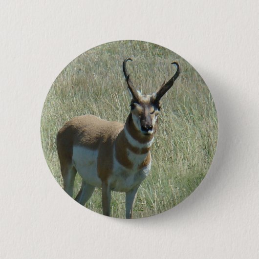 A13 Pronghorn Antelope Button (Vorderseite)