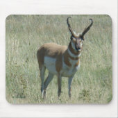 A13 Pronghorn Antilopen-Dollar Mousepad (Vorne)
