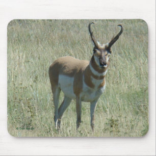 A13 Pronghorn Antilopen-Dollar Mousepad