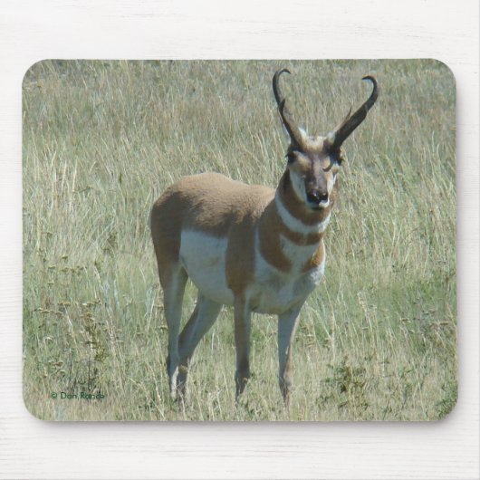A13 Pronghorn Antilopen-Dollar Mousepad (Vorne)