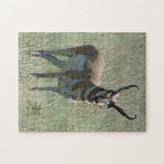 A13 Pronghorn Antilopen-Dollar Puzzle (Horizontal)
