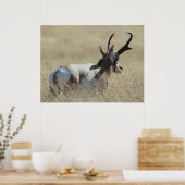 A14 Gabelbock-Sonnenbock Poster (Küche)