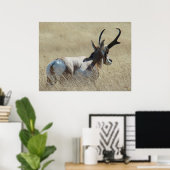 A14 Gabelbock-Sonnenbock Poster (Heimbüro)