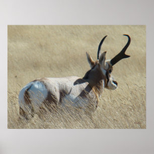 A14 Gabelbock-Sonnenbock Poster