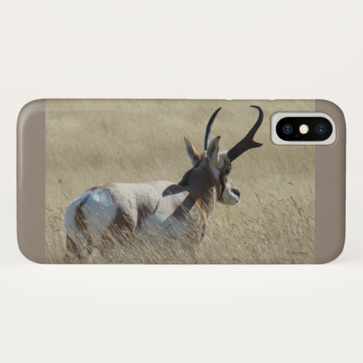 A14 Pronghorn Antelope Sunshine Buck Case-Mate iPhone Hülle (Rückseite (Horizontal))