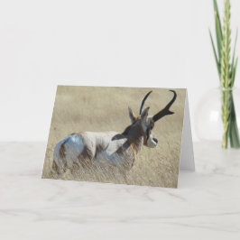 A14 Pronghorn Antelope Sunshine Buck Karte
