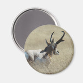 A14 Pronghorn Antelope Sunshine Buck Magnet (Vorderseite/Rückseite)