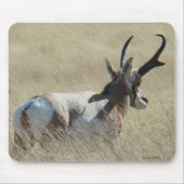 A14 Pronghorn Antelope Sunshine Buck Mousepad (Vorne)