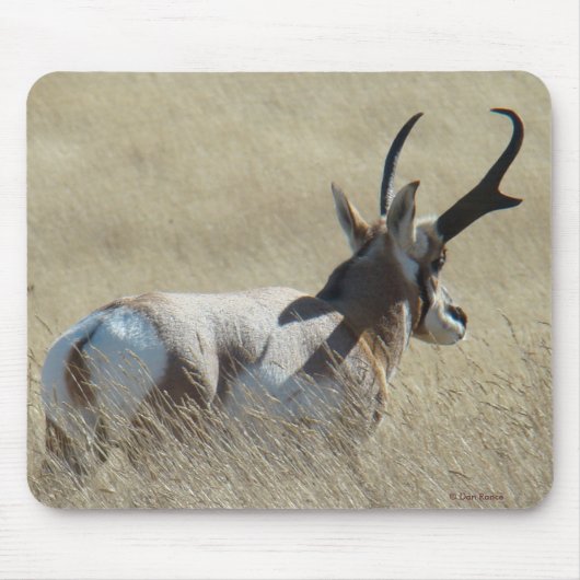 A14 Pronghorn Antelope Sunshine Buck Mousepad (Vorne)