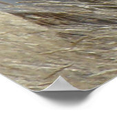 A14 Pronghorn Antelope Sunshine Buck Poster (Ecke)