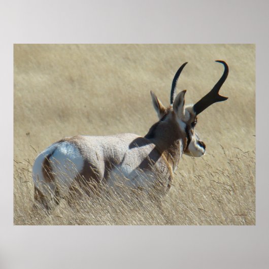A14 Pronghorn Antelope Sunshine Buck Poster (Vorne)