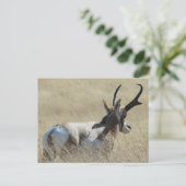 A14 Pronghorn Antelope Sunshine Buck Postkarte (Stehend Vorderseite)