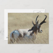 A14 Pronghorn Antelope Sunshine Buck Postkarte (Vorne/Hinten)