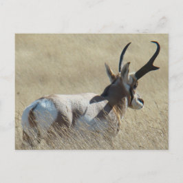 A14 Pronghorn Antelope Sunshine Buck Postkarte