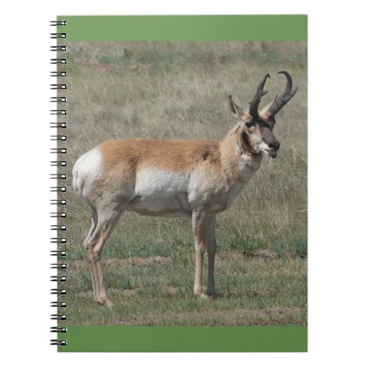 A15 Gabelbock Ruder Bock Notizblock (Vorderseite)