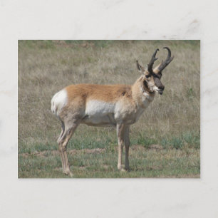 A15 Gabelbock Ruder Bock Postkarte